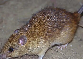 Kerr Pest Management Services