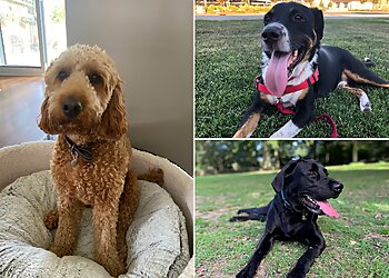 Kim Potter Dog Training