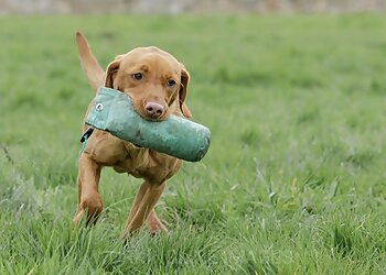 Doncaster dog trainers Kirkbourne Spaniels image 1