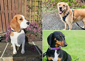 Kirsty’s Pet Clinic