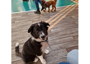 Mel's Klever K9s Ltd