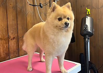 Knighton Dog Groomers