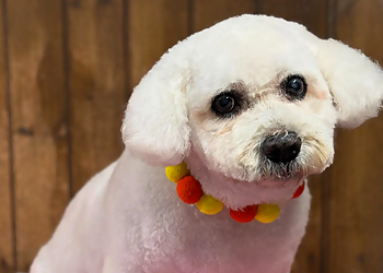 Knighton Dog Groomers