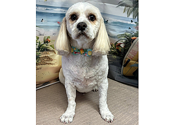 Kool Kutz Grooming Parlour Kool Kutz Grooming Parlour