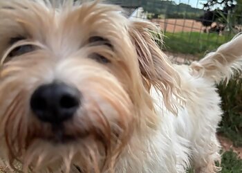 Larkholme Pet Holidays