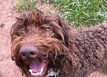 Hereford boarding kennels LARKHOlME PET HOLIDAYS image 1