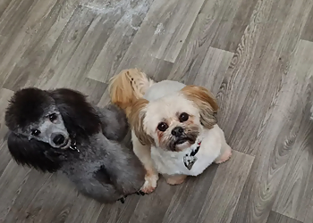 LD Dog Grooming