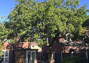 LS Hedges & Tree Services