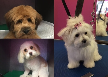 La Pink Dog Spa & Boutique