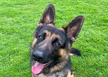 Laburnum Boarding Kennels & Cattery