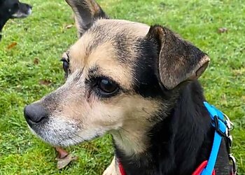 Laburnum Boarding Kennels & Cattery