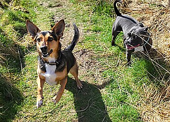 Lady and the tramp pet services