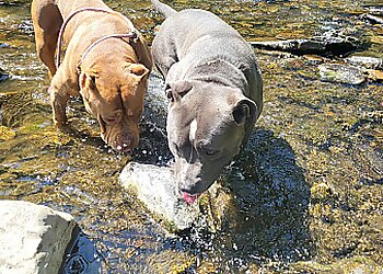 Lady and the tramp pet services