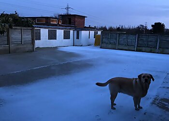 Ladyshore Grange Boarding Kennels & Cattery