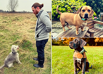 Lamorbey Dog Training