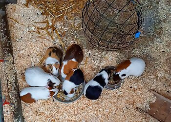 Lancaster Park & Animal Farm