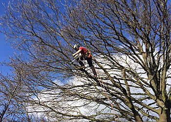 Last Branch Tree Surgery