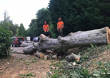 Last Branch Tree Surgery