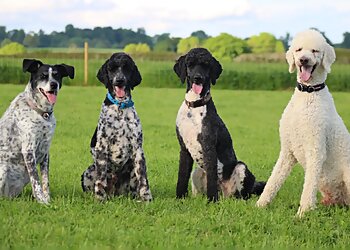 Laura Wyllie Dog Training