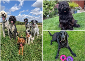 Laura Wyllie Dog Training