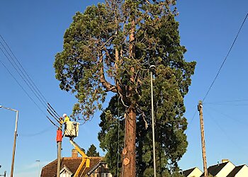 Lawrence Tree Services