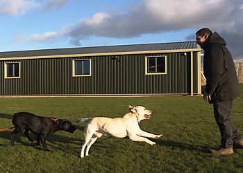 Lead Canine Lead Canine