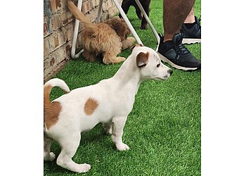 Leaps & Bounds School For Hounds Ltd