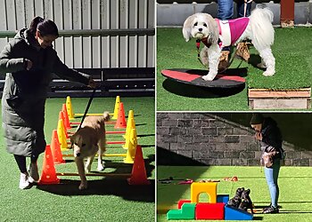 Leaps & Bounds School For Hounds Ltd