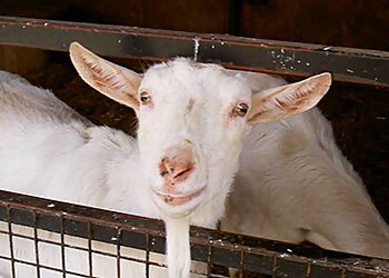 Lee Valley Animal Adventure Park