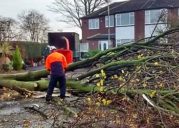 Leeds Tree Services