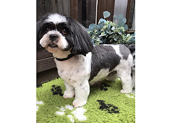 Leigh Emma's Dog Grooming