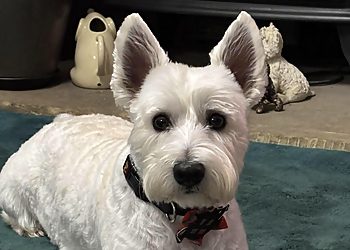 Leigh Emma's Dog Grooming