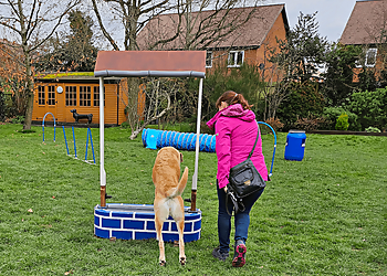 Lisa Jackson Dog Training Ltd.