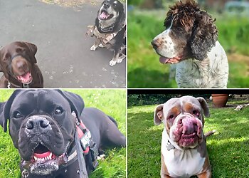 Lisa Maries Pooches & Pals