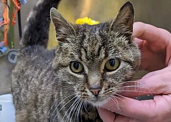Lisburn Veterinary Clinic