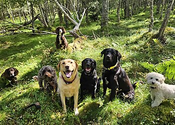 Highland dog walkers Little Paws  image 1