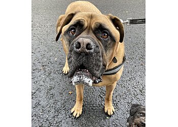 Little Walks Dog Walking Services