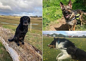 Little Walks Dog Walking Services