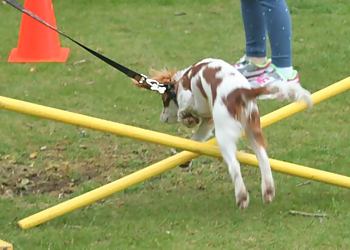 Liverpool dog trainers Liverpool Dog Training image 1