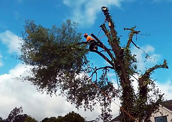 Liverpool Tree Surgeon