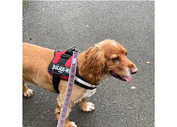 Llantwit Fardre Dog Walking