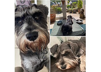 Llantwit Fardre Dog Walking