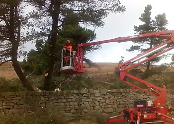 Llewellyn Tree Services Ltd