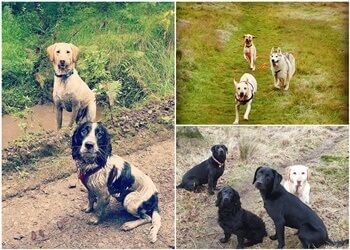 Lockerbie Pet Services