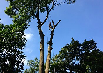 Loggerheads Tree Services