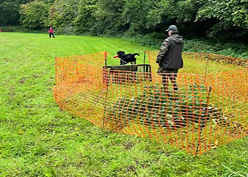 Look and Lead Dog Training