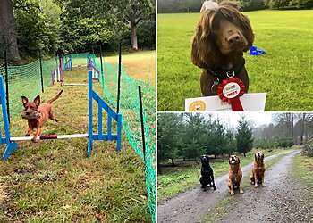 Look and Lead Dog Training