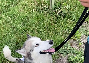 Lord Sefton Boarding Kennels