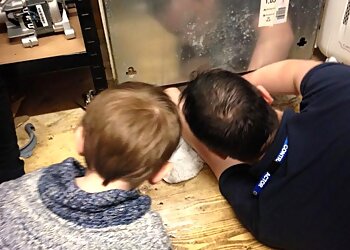 Lothian Domestics Ltd