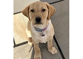 Lothlorien Dog Services